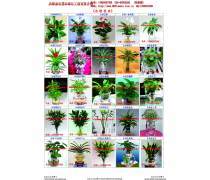粉掌盆景租賃 為您的空間注入生機與高端格調