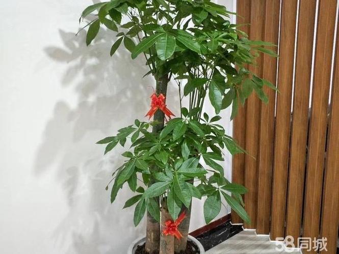 專業室內綠植租賃及辦公室綠化&ndash;盆栽工苗木銷售&ndash;園林綠化