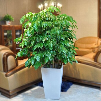 煙臺高新區(qū)提供花卉苗木租賃綠植租售租擺及園林綠化等服務